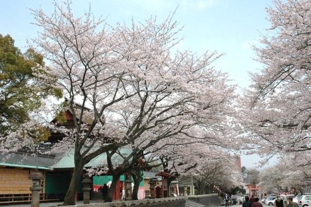 【桜・見ごろ】富士山本宮浅間大社