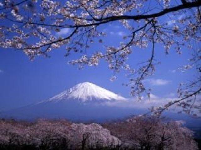 【桜・見ごろ】大石寺