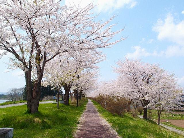【桜・見ごろ】イギリス海岸