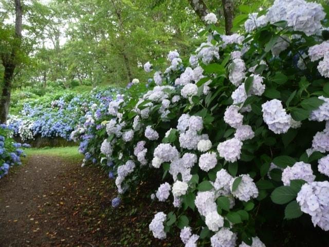 【あじさい・見ごろ】楽山公園