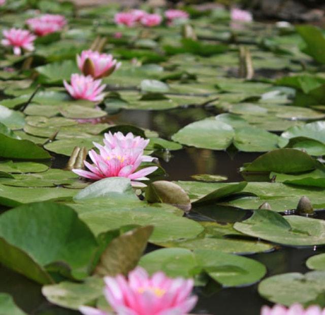 【花・見ごろ】桂林寺のスイレン