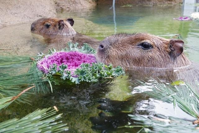 新春 カピバラの風呂はじめ