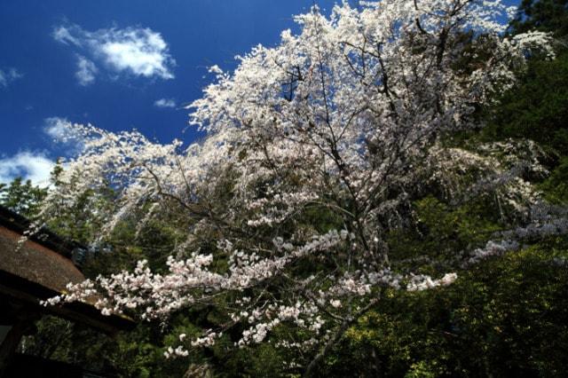 【桜・見ごろ】熊野本宮大社