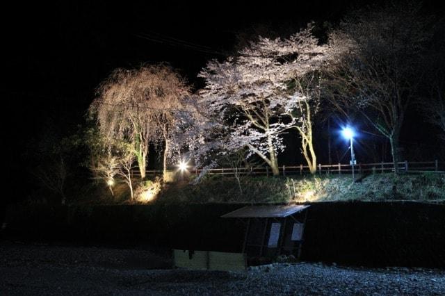 【桜・見ごろ】川湯温泉