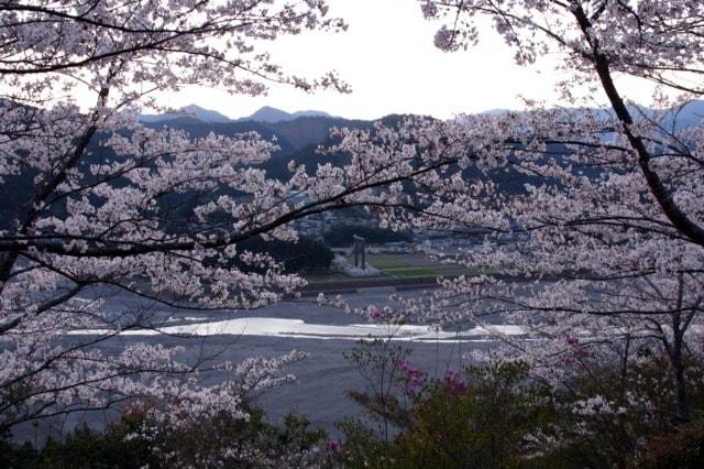 【桜・見ごろ】七越峯