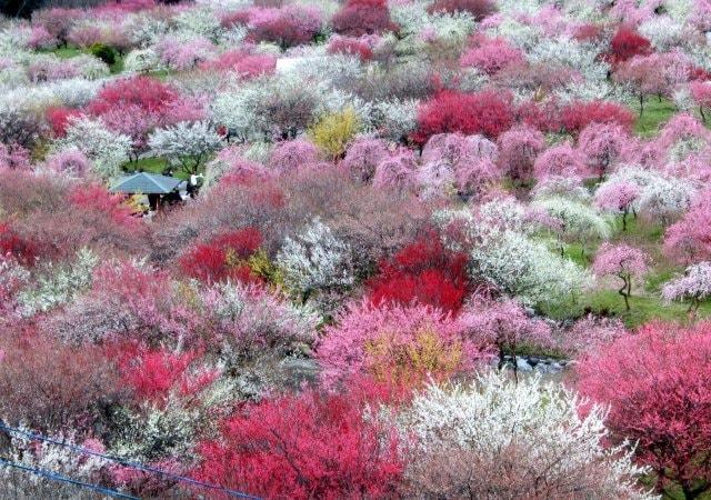 いなべ市農業公園　梅まつり