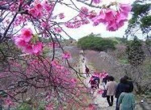 【桜・見ごろ】今帰仁城跡