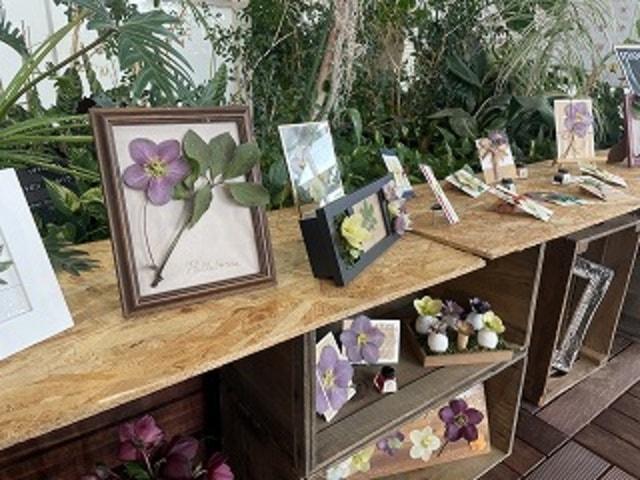 クリスマスローズ展