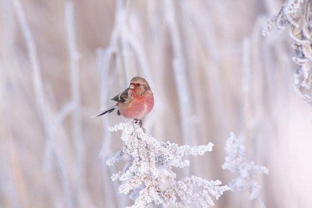 平城宮跡　冬鳥たちの小さな写真展