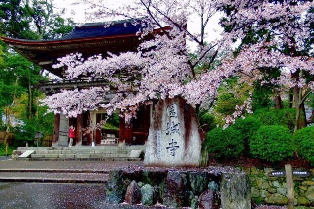 【桜・見ごろ】三井寺（園城寺）