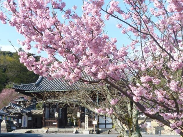 【桜・見ごろ】石山寺