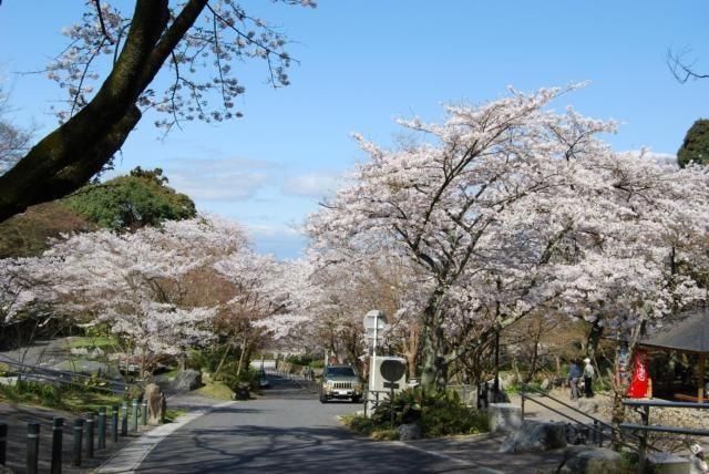 【桜・見ごろ】長等公園