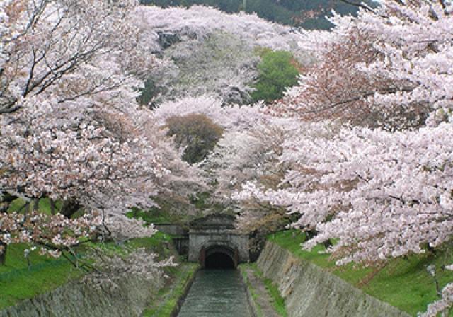 【桜・見ごろ】琵琶湖疏水