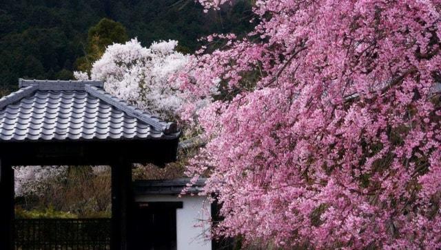 【桜・見ごろ】西教寺