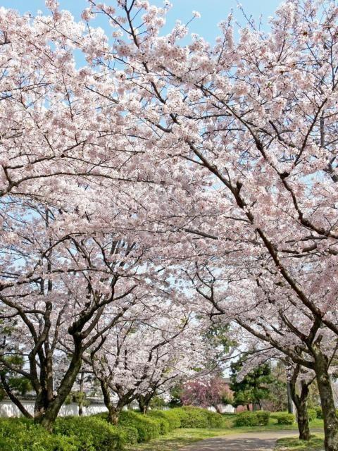 【桜・見ごろ】膳所城跡公園