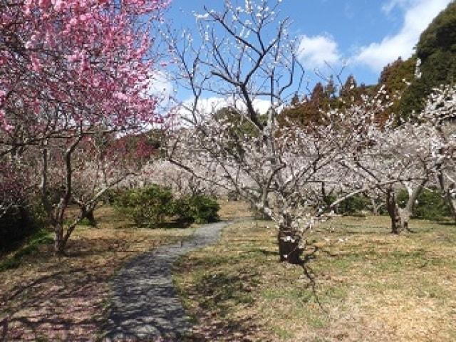 相良梅園開園