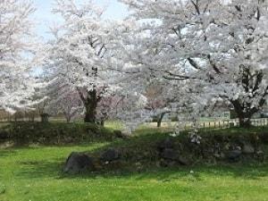 【桜・見ごろ】九戸城跡