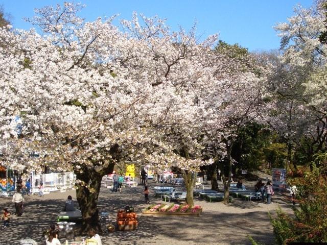 【桜・見ごろ】楽寿園