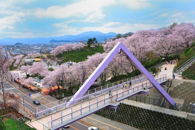 【桜・見ごろ】西山公園