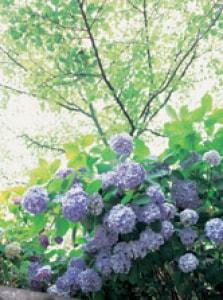 【あじさい・見ごろ】足羽山