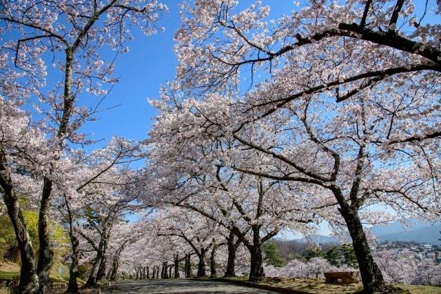 【桜・見ごろ】城山公園