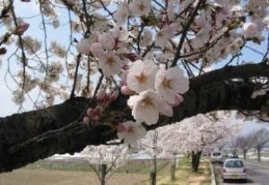 【桜・見ごろ】薄川堤防