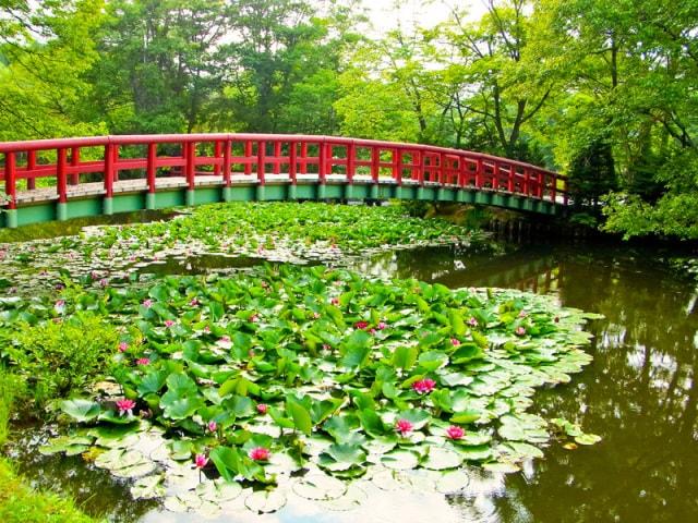 【花・見ごろ】八郎沼公園の睡蓮