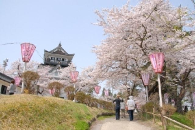 【桜・見ごろ】横手公園