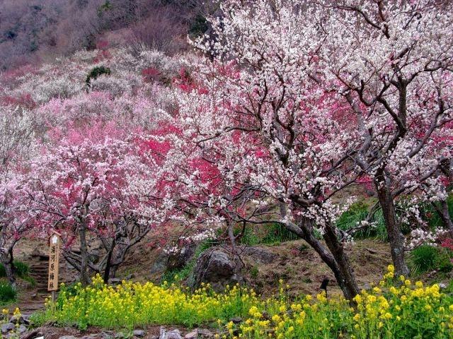 湯河原梅林　梅の宴