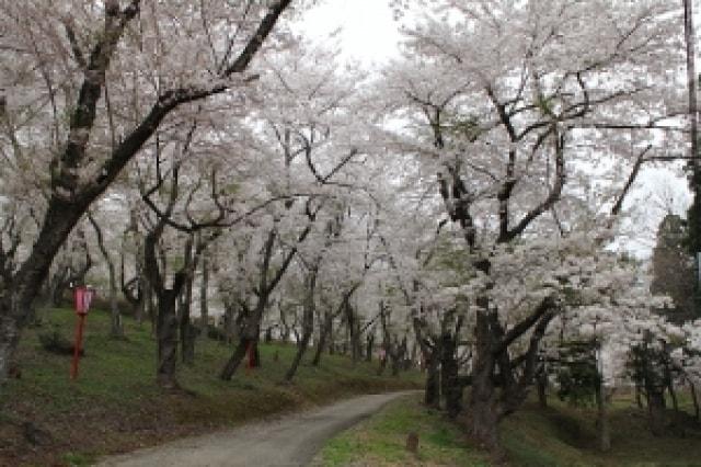 【桜・見ごろ】大森公園