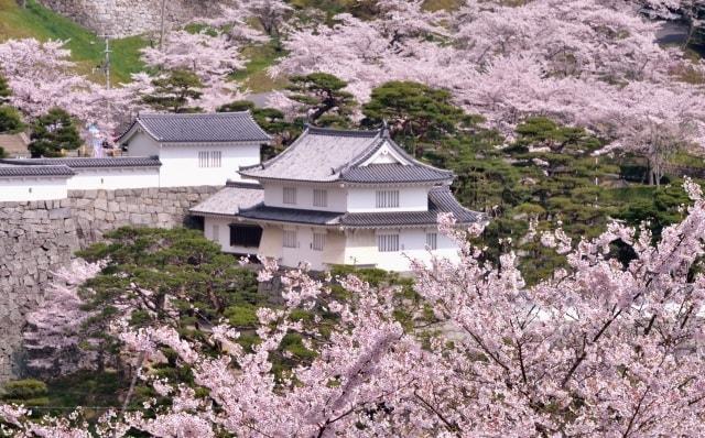 【桜・見ごろ】二本松城（霞ヶ城）