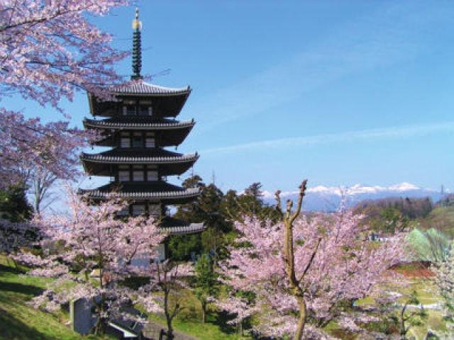 【桜・見ごろ】安達ヶ原公園