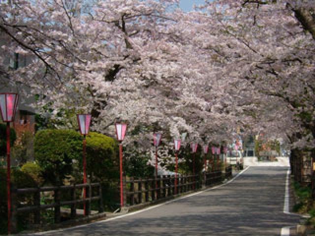 【桜・見ごろ】岳温泉（桜坂）