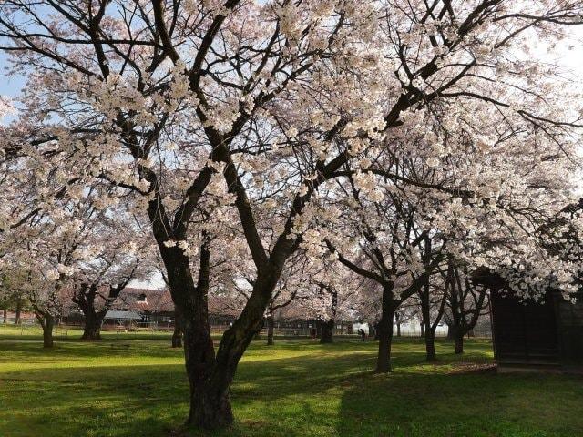 【桜・見ごろ】家畜改良センター茨城牧場長野支場（旧長野牧場）