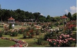 【花・見ごろ】敷島公園門倉テクノばら園のバラ