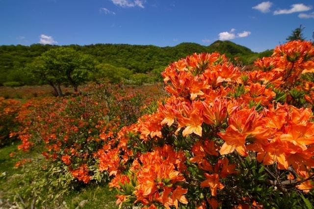 【花・見ごろ】赤城山　レンゲツツジ
