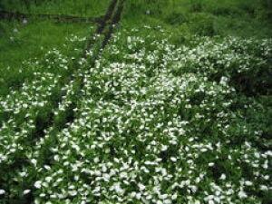 【花・見ごろ】越前町立福井総合植物園　プラントピア　ハンゲショウ