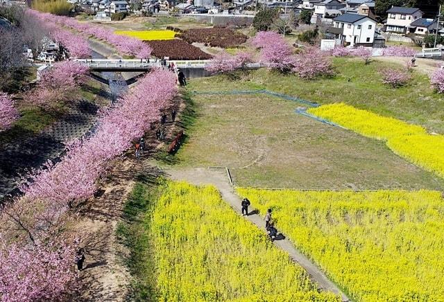 東大山河津桜まつり2025