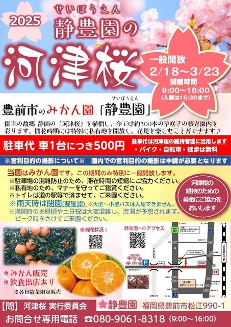 2025年　静豊園の河津桜