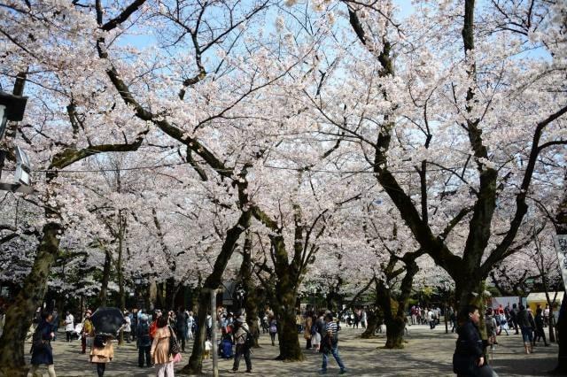 【桜・見ごろ】靖国神社