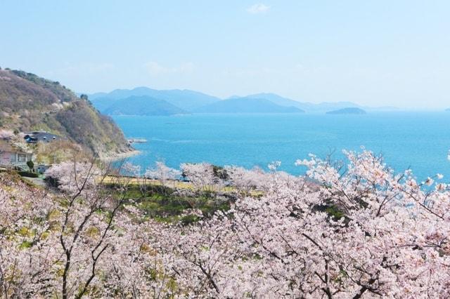 【桜・見ごろ】赤穂御崎