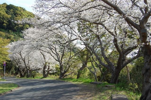 【桜・見ごろ】水俣市チェリーライン（湯の児チェリーライン）