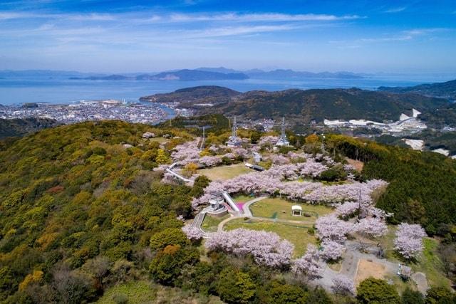 【桜・見ごろ】中尾山公園