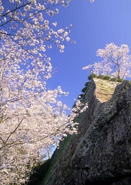 【桜・見ごろ】延岡城跡公園