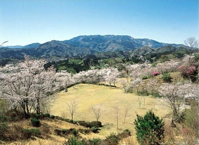 【桜・見ごろ】荒平公園