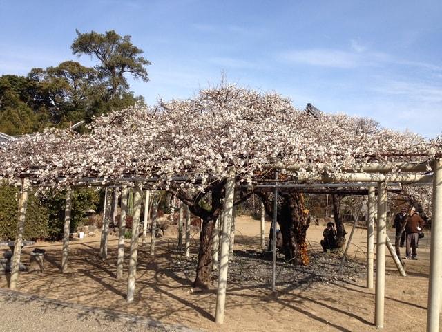 延岡花物語　本東寺慧日梅　観梅会