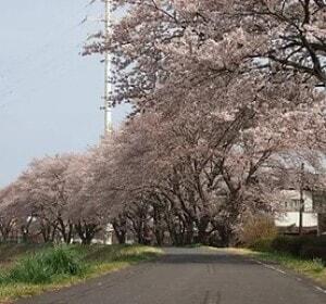 【桜・見ごろ】久慈川桜並木