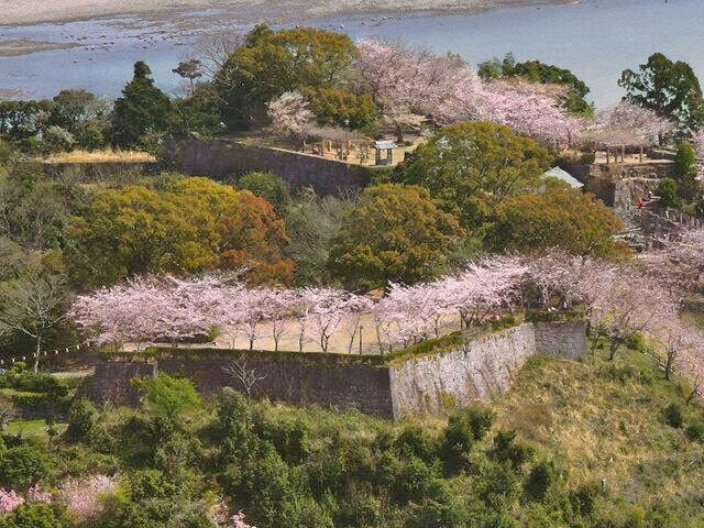 【桜・見ごろ】新宮城跡