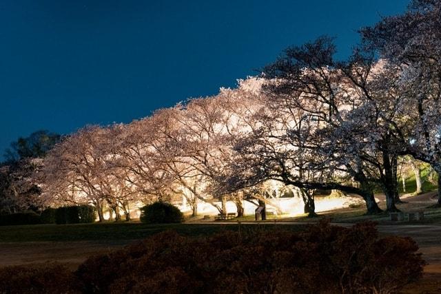 宮川堤の桜のライトアップ