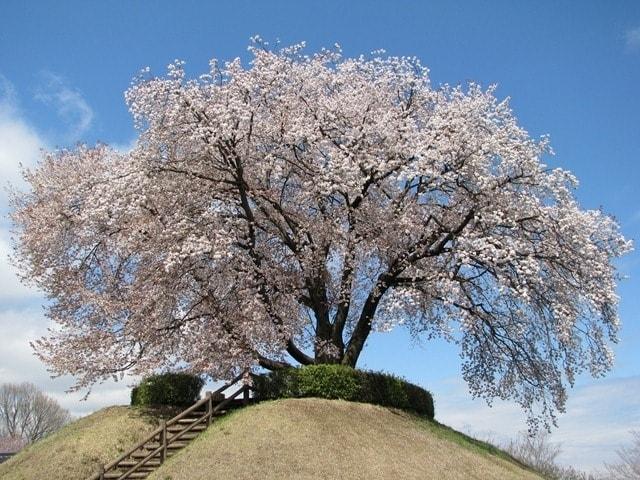 つがの里花まつり「花彩祭2025」